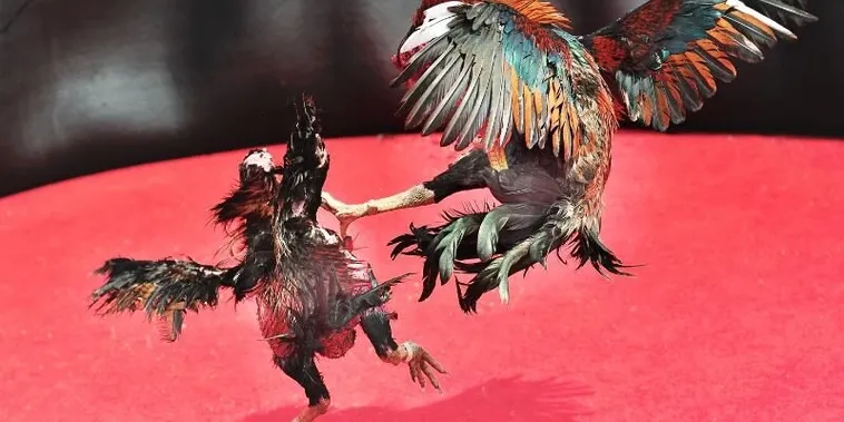 Bí Kíp Chơi Đá Gà Sabong 188Loto Trực Tiếp Từ Philippines 1 Bí Kíp Chơi Đá Gà Sabong 188Loto Trực Tiếp Từ Philippines