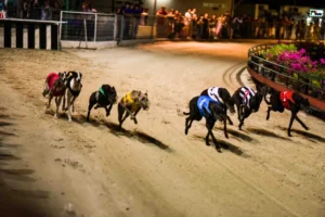 Hướng Dẫn Chơi Đua Chó 188Loto Chắc Thắng Cho Người Mới Bắt Đầu