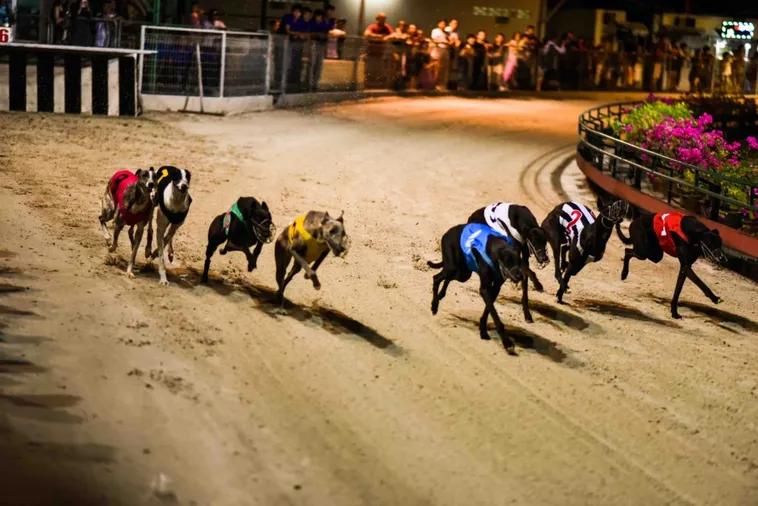 Hướng Dẫn Chơi Đua Chó 188Loto Chắc Thắng Cho Người Mới Bắt Đầu 1 Hướng Dẫn Chơi Đua Chó 188Loto Chắc Thắng Cho Người Mới Bắt Đầu