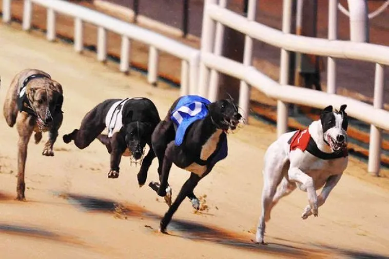 Hướng Dẫn Chơi Đua Chó 188Loto Chắc Thắng Cho Người Mới Bắt Đầu 2 Hướng Dẫn Chơi Đua Chó 188Loto Chắc Thắng Cho Người Mới Bắt Đầu