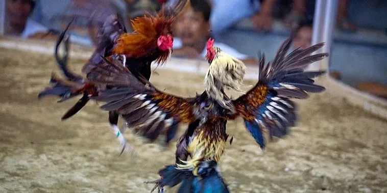 Bí Kíp Chơi Đá Gà Sabong 188Loto Trực Tiếp Từ Philippines 2 Bí Kíp Chơi Đá Gà Sabong 188Loto Trực Tiếp Từ Philippines